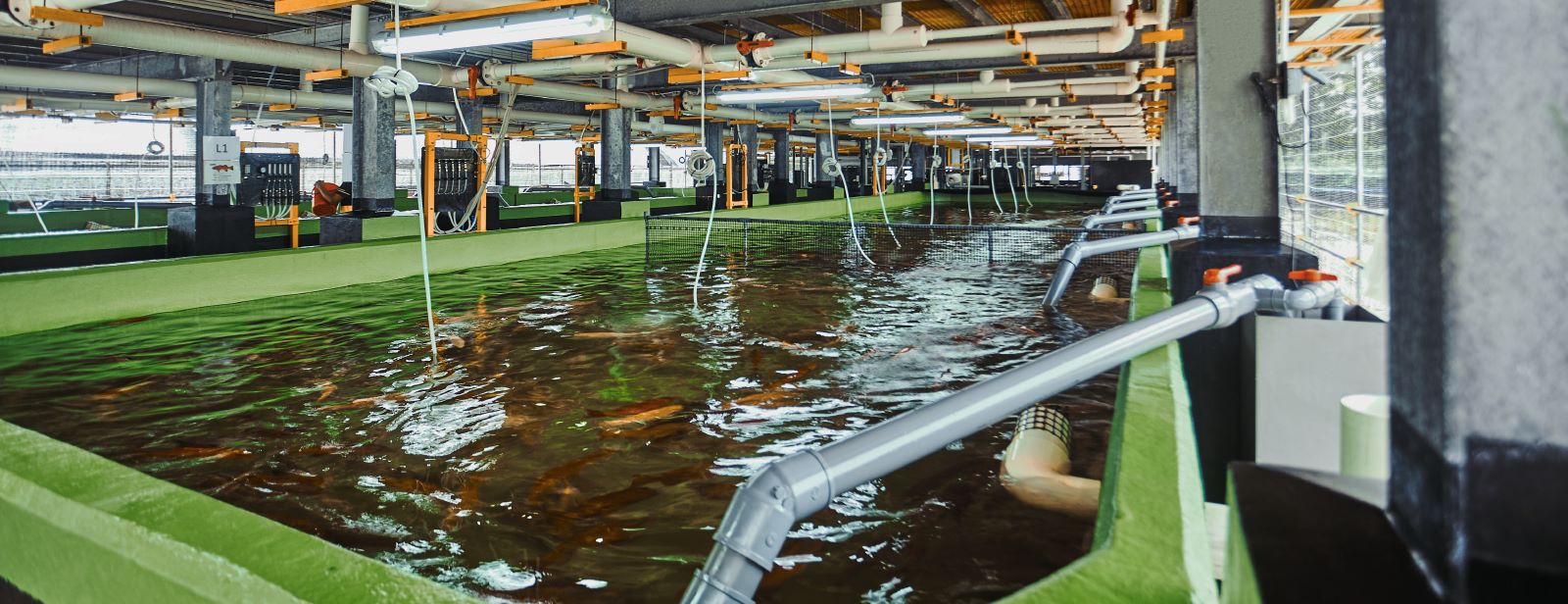 Fish farming in Singapore