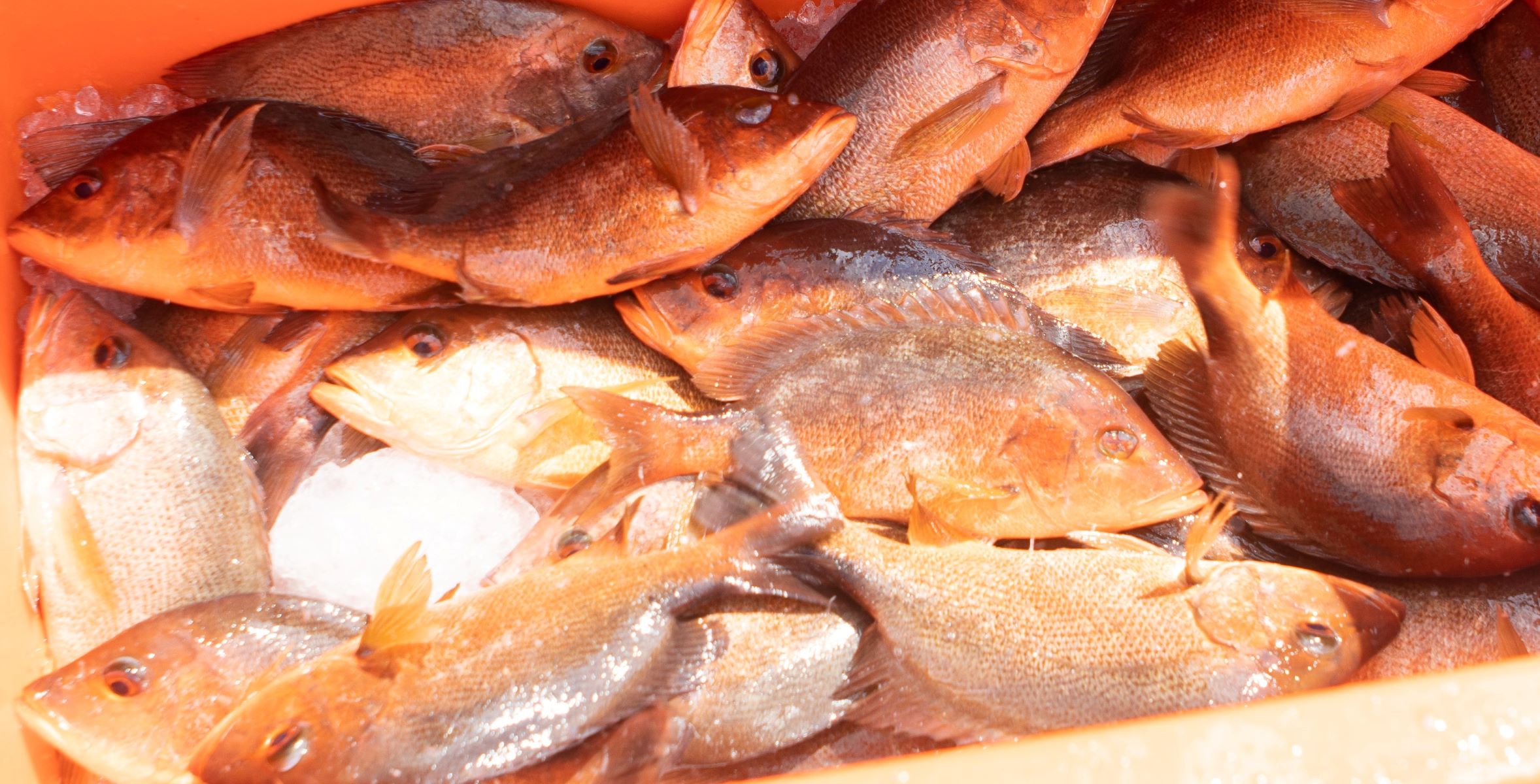 Locally farmed red snappers