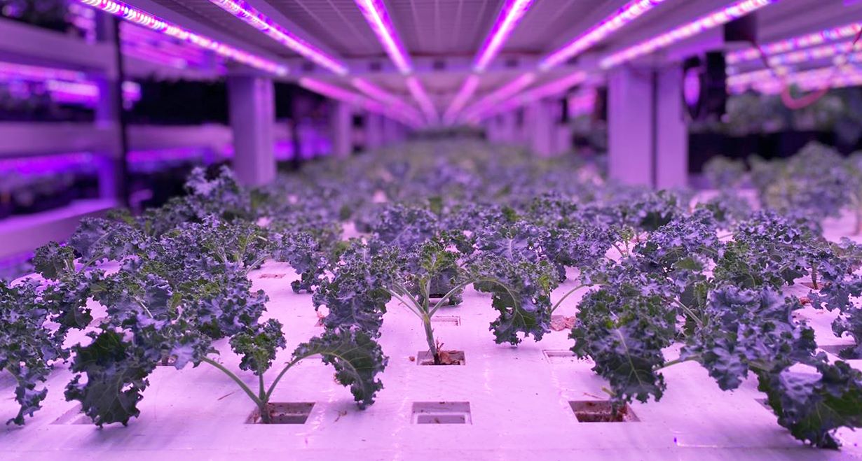 A vegetable farm in Singapore